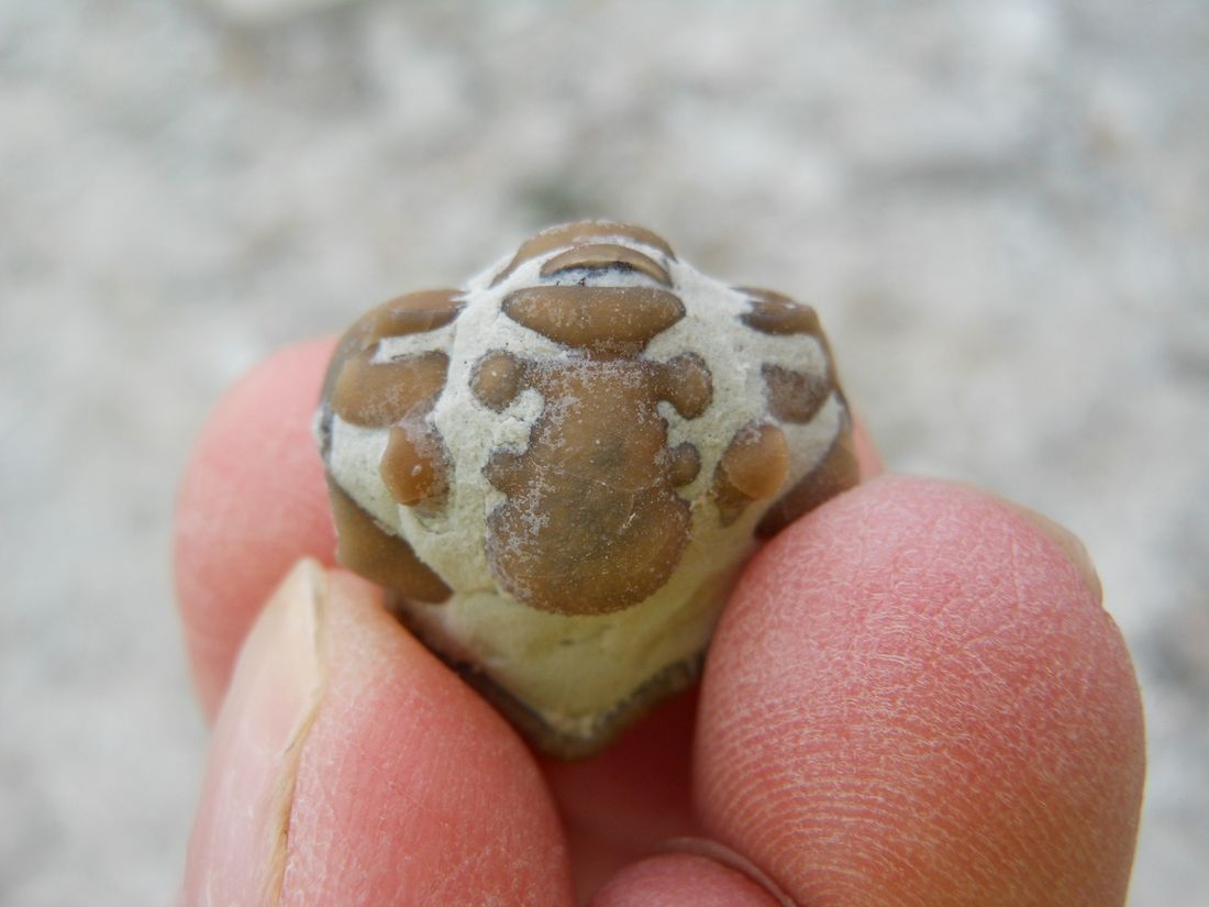A small fossil crinoid calyx held between two fingertips, showing its plated dome